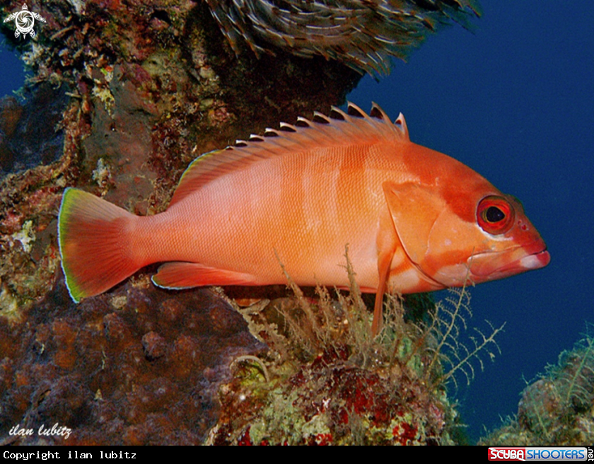 A reef fish