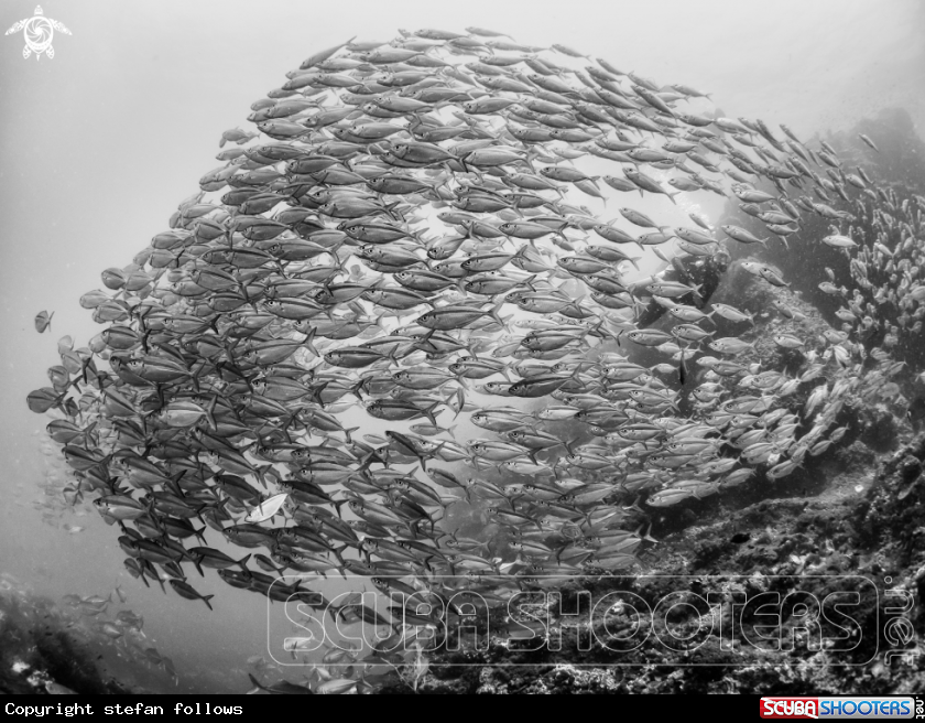A Oxeye Scad