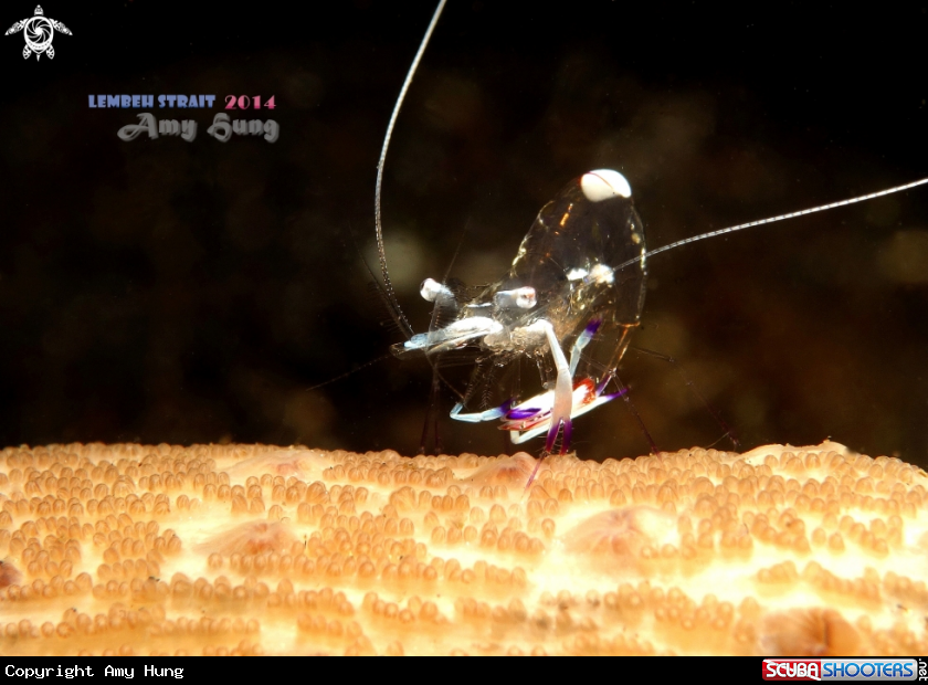 A Commensal Shrimp 