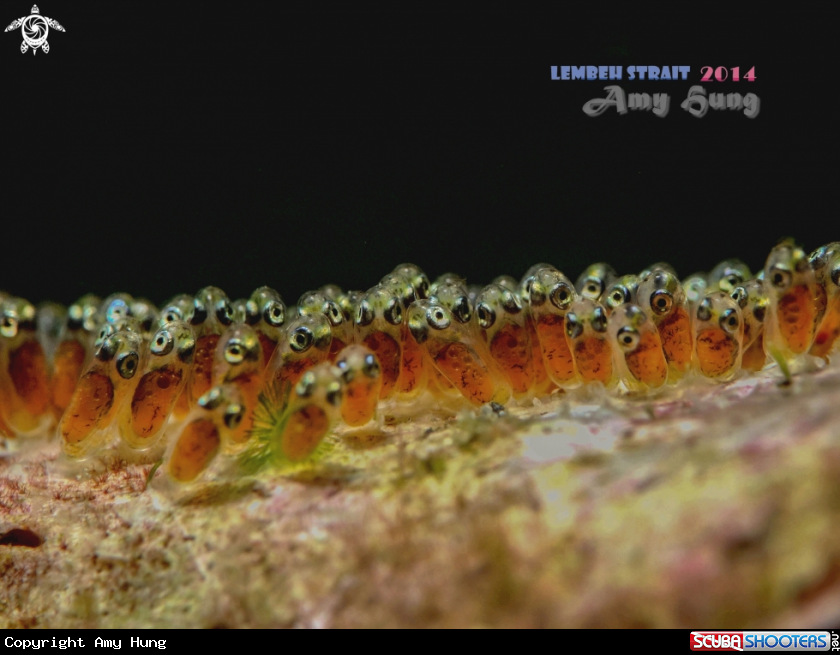 A Clown Fish's Babies
