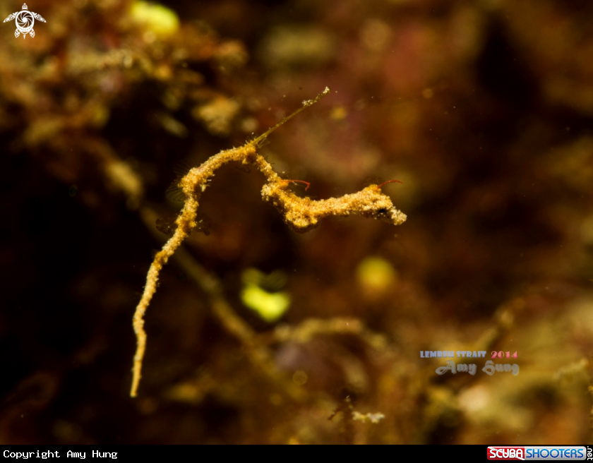 A Lembeh Sea Dragon