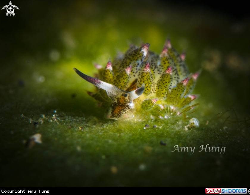 A Kuro Sapsucking Slug