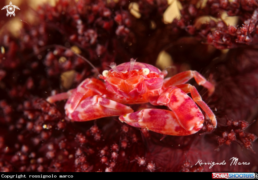 A porcelain crab