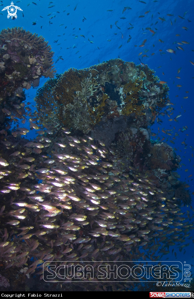 A Glassfish