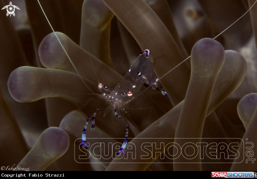 A Anemone shrimp