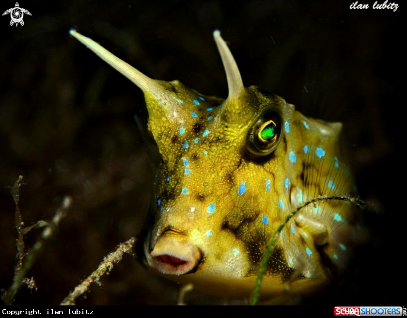 A Longhorn Cowfish 