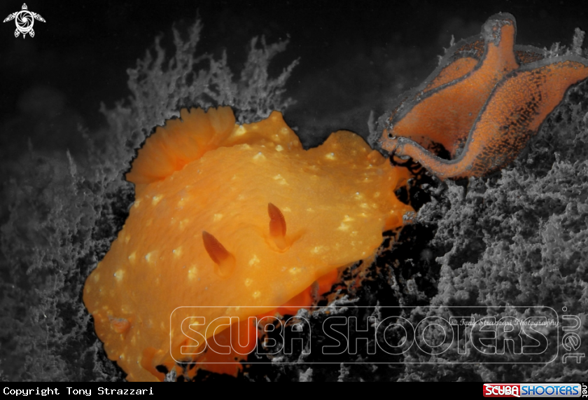A Peculiar Doriopsilla