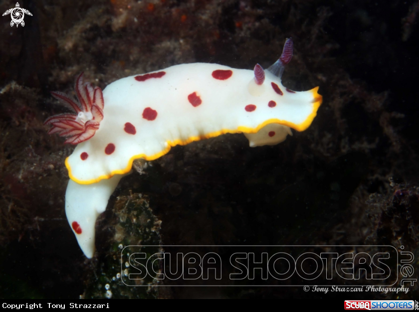 A Splendid Chromodoris