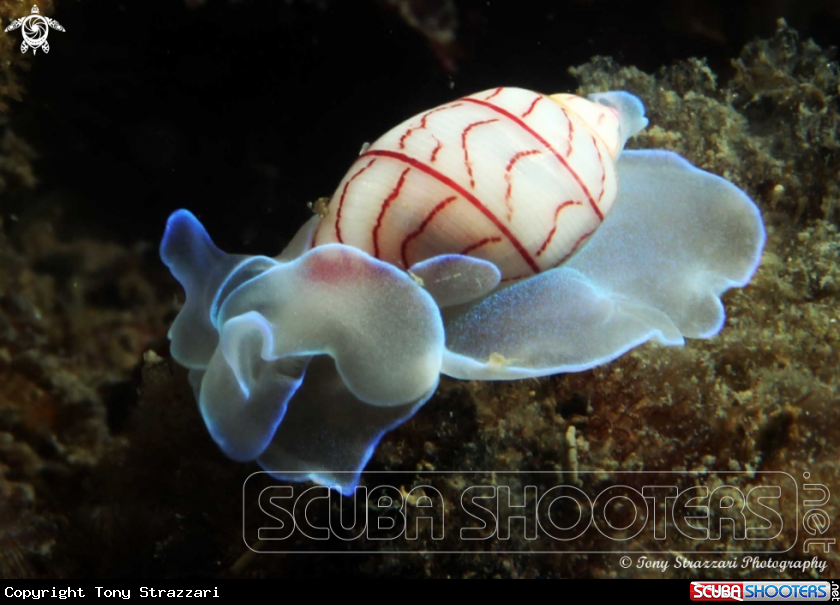 A Lined Bubble-shell