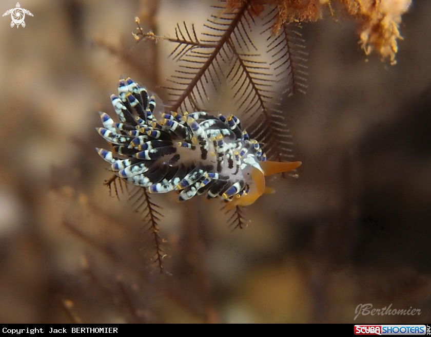 A Trinchesia yamasoui