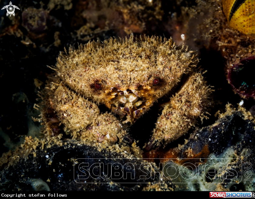 A Crab
