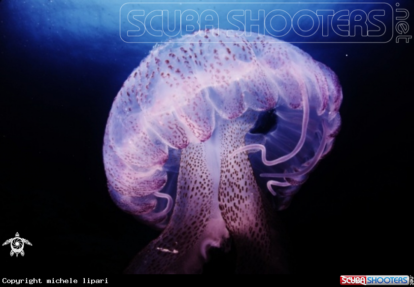A underwater creature