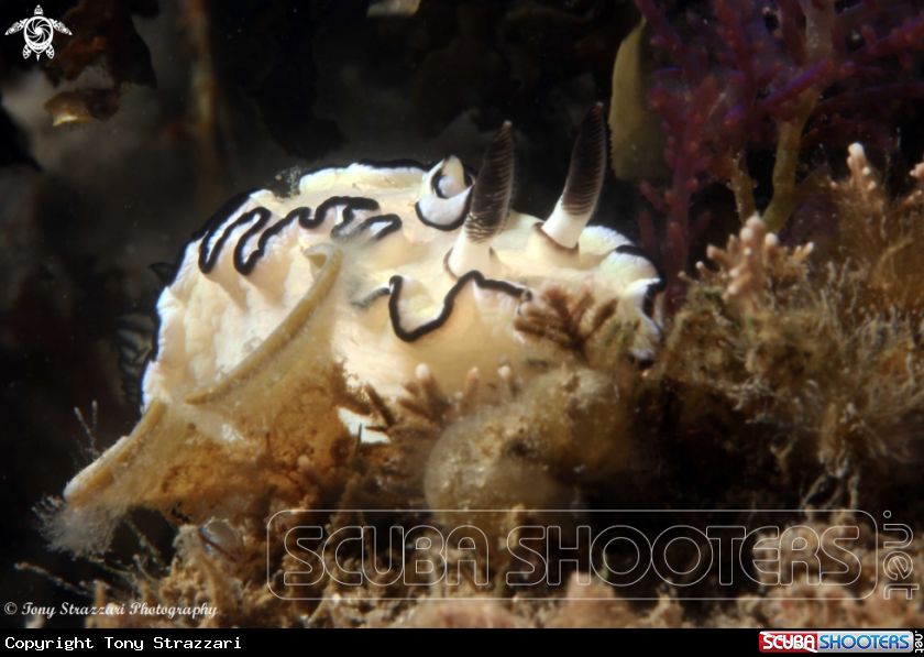 A Black-Margined Glossodoris