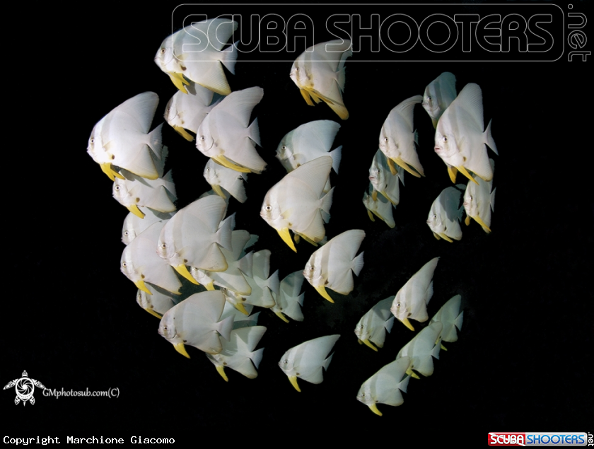 A Bat fishes