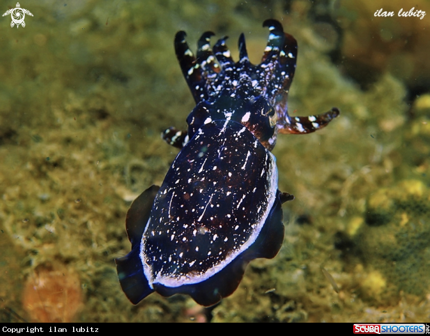 A sea cucumber