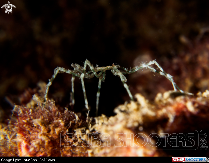 A Sea Spider