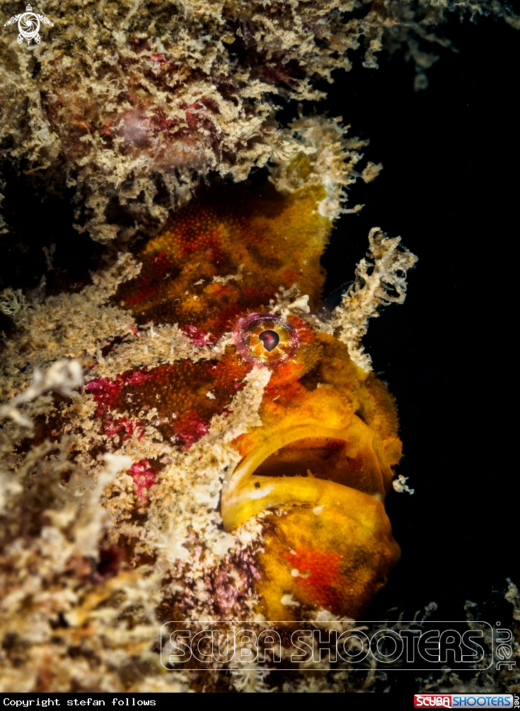 A Frogfish