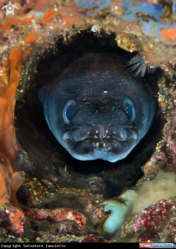 A underwater creature