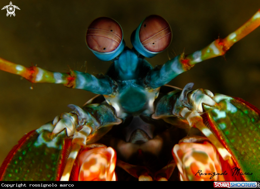 A Mantis shrimps