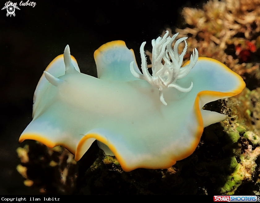 A nudibranch