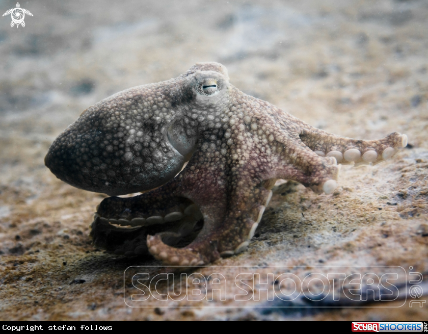 A Coconut Octopus