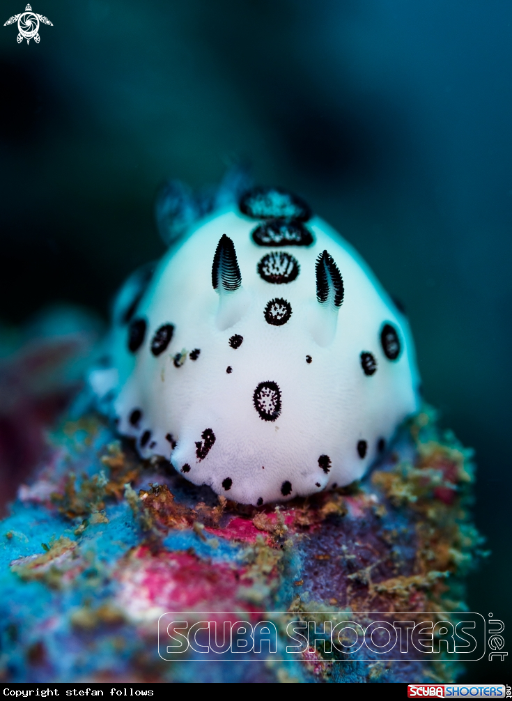 A Nudibranch