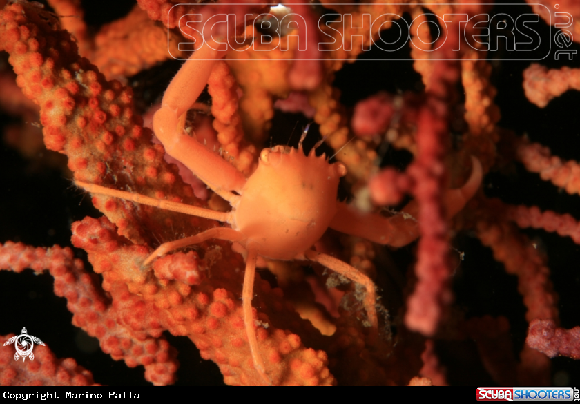 A crab