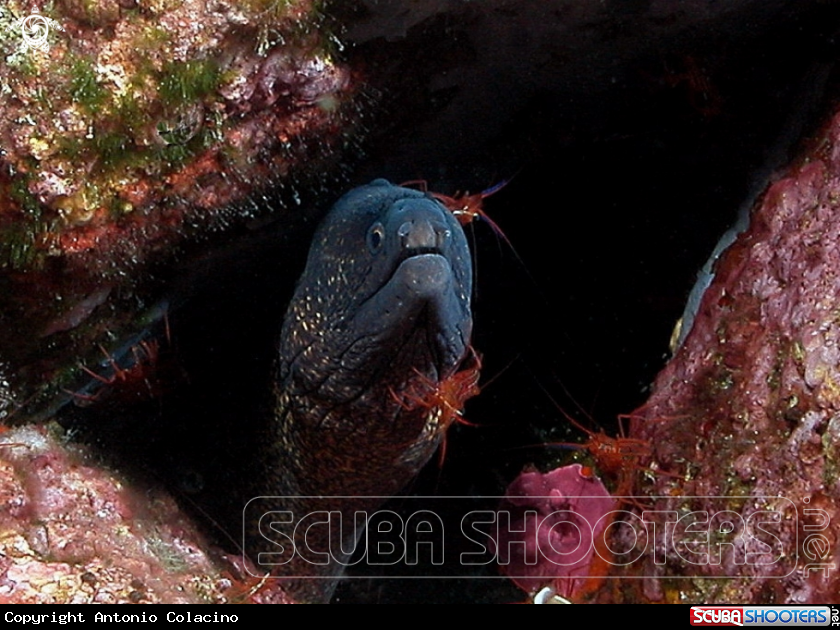 A underwater creature