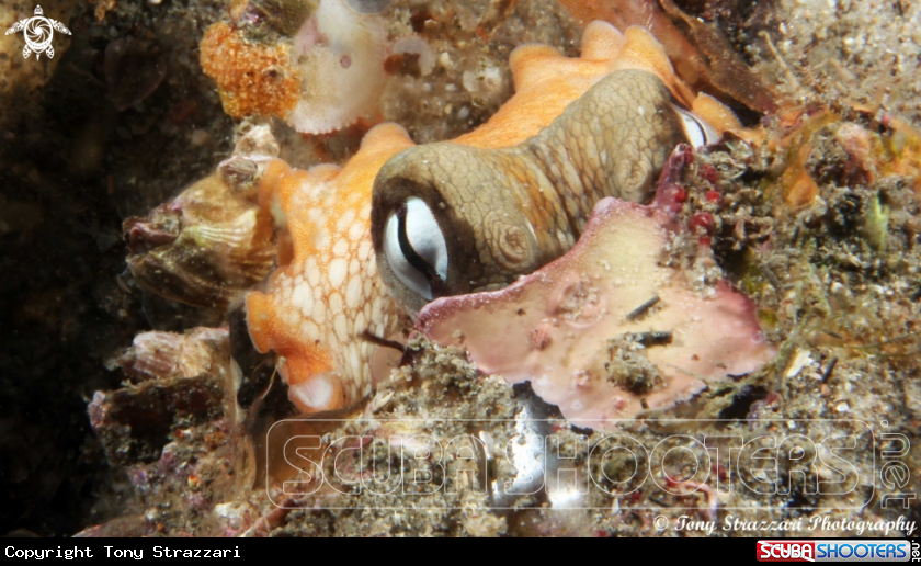 A Common octopus