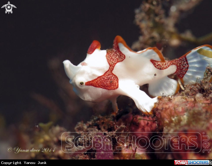 A Clown frogfish