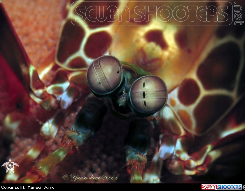 A peacock mantis shrimp