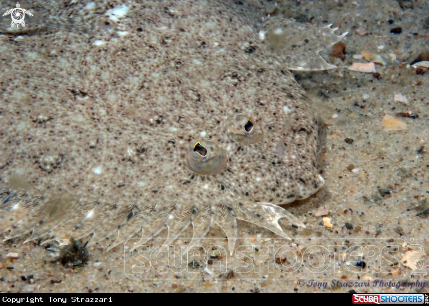 A Small Tooth Flounder