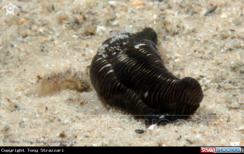 A Striped Philinopsis