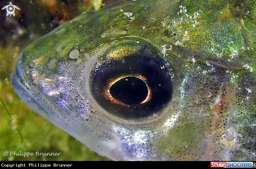 A european perch