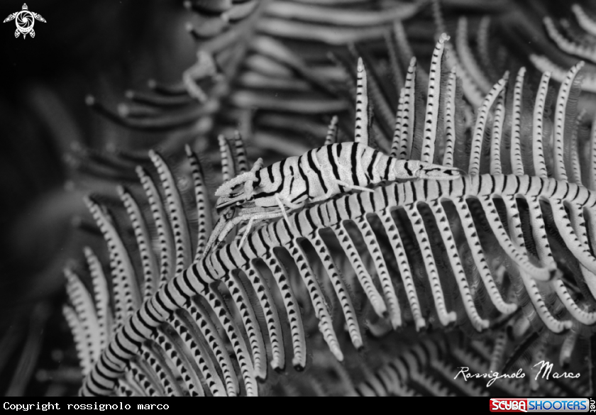 A commensal shrimp