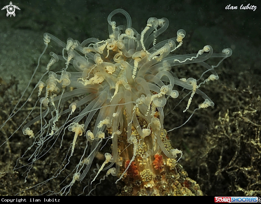 A reef fish