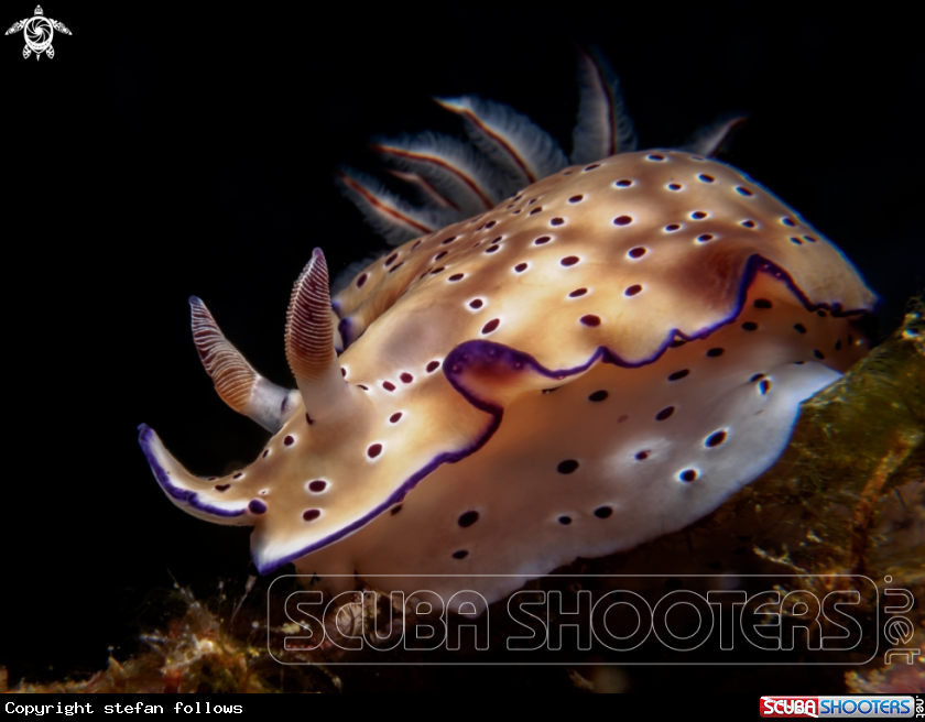 A Nudibranch