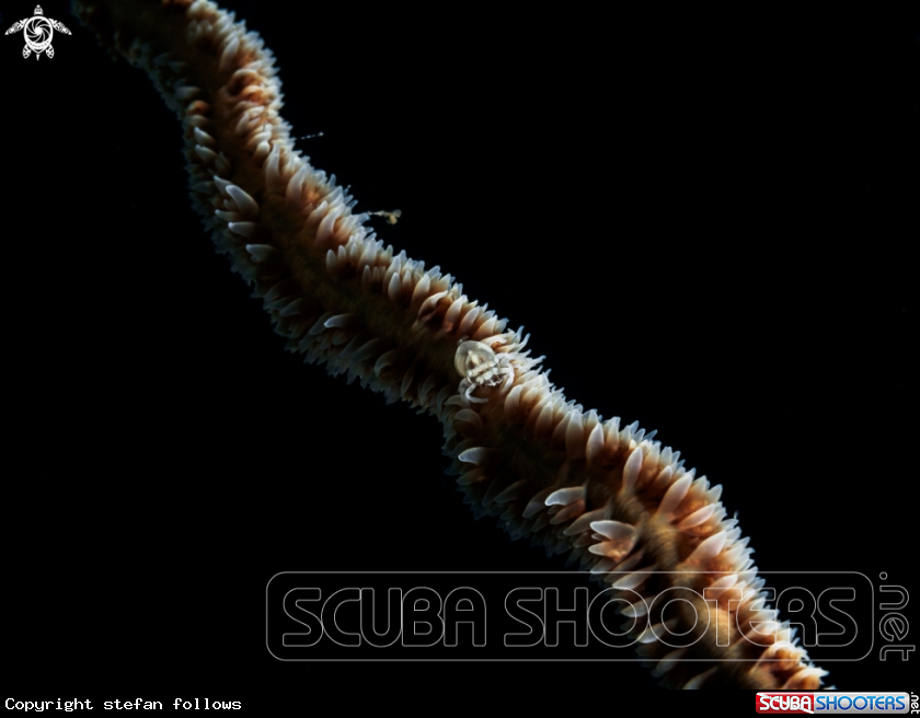 A Wire Coral Shrimp
