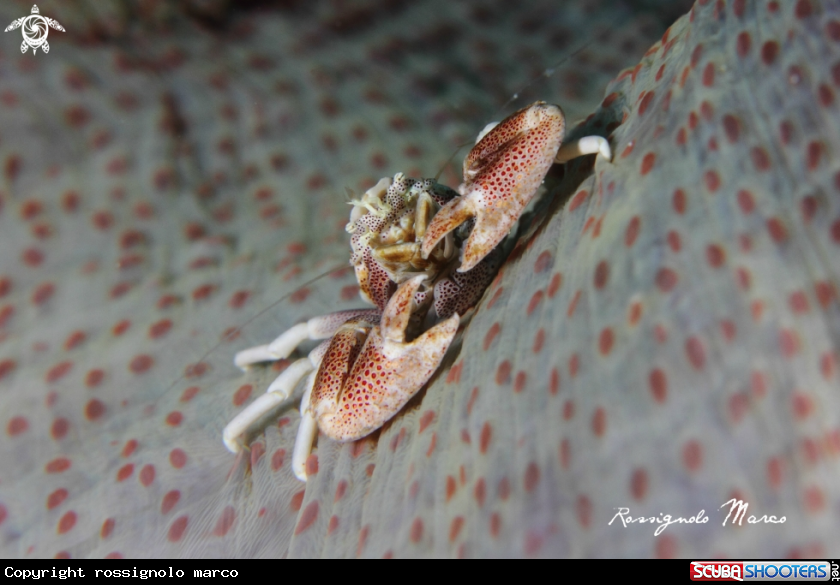 A Porcelain crab