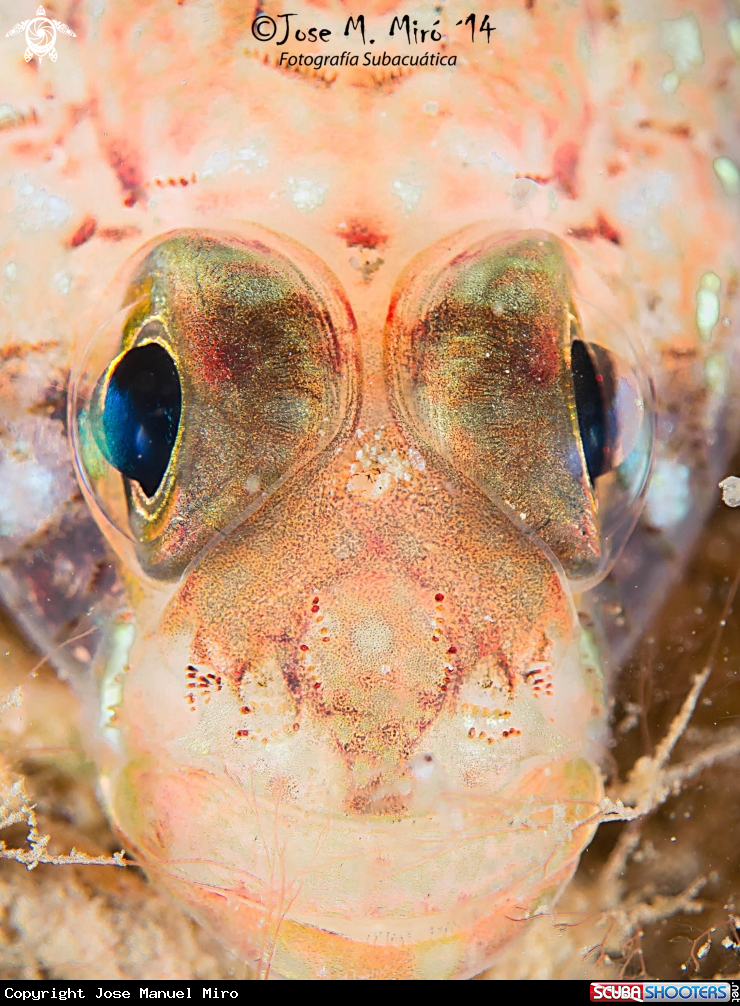 A Gobius Bucchichi