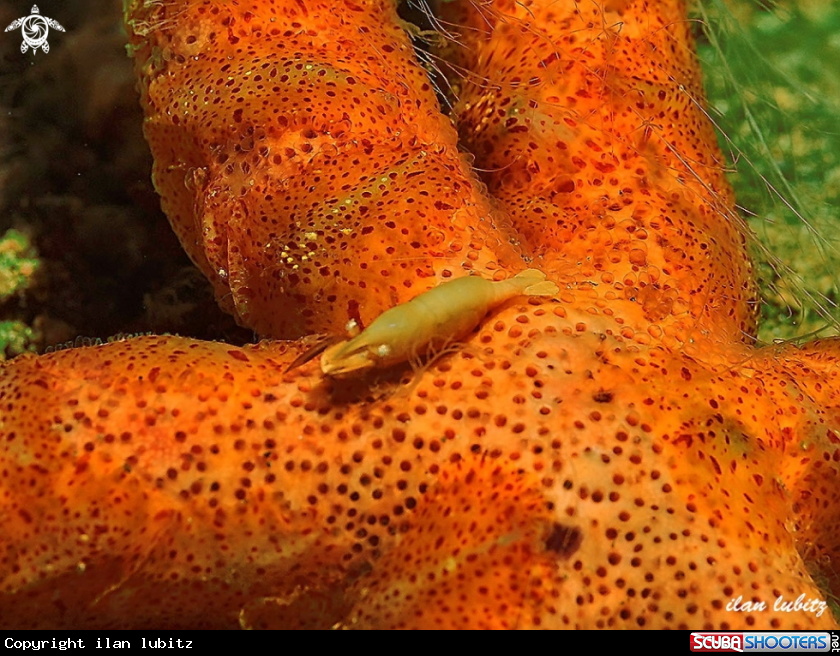 A shrimp
