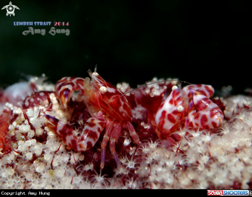 A Porcelain Crab