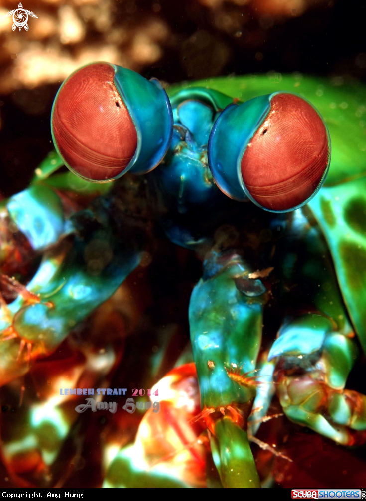 A Mantis Shrimp 