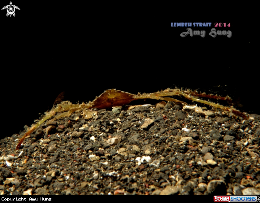 A Triangle Crab 