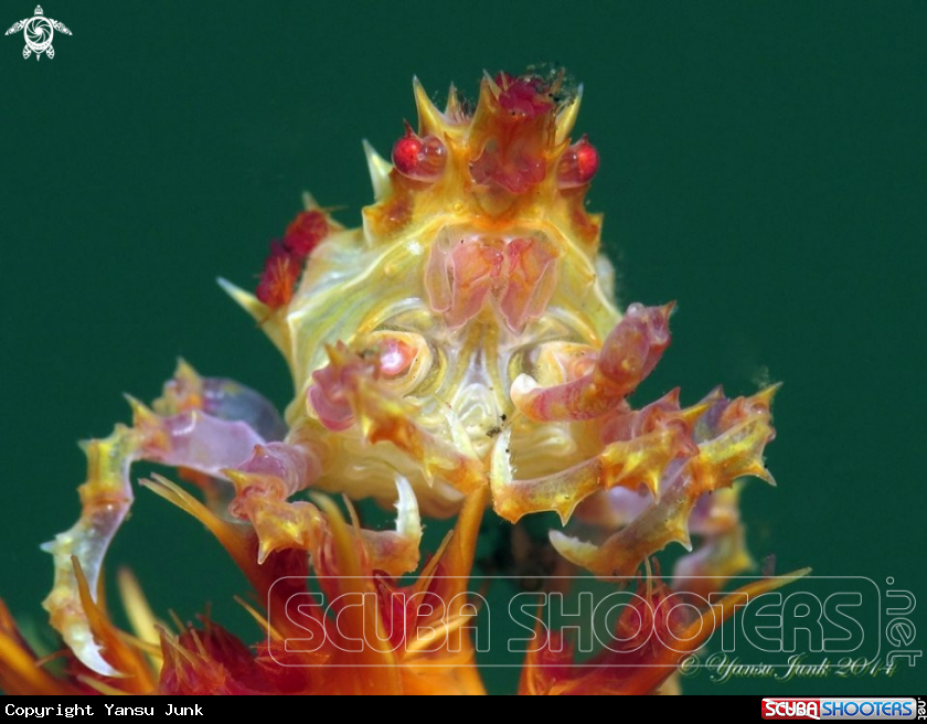 A Candy crab