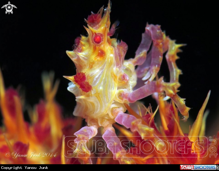 A Candy crab