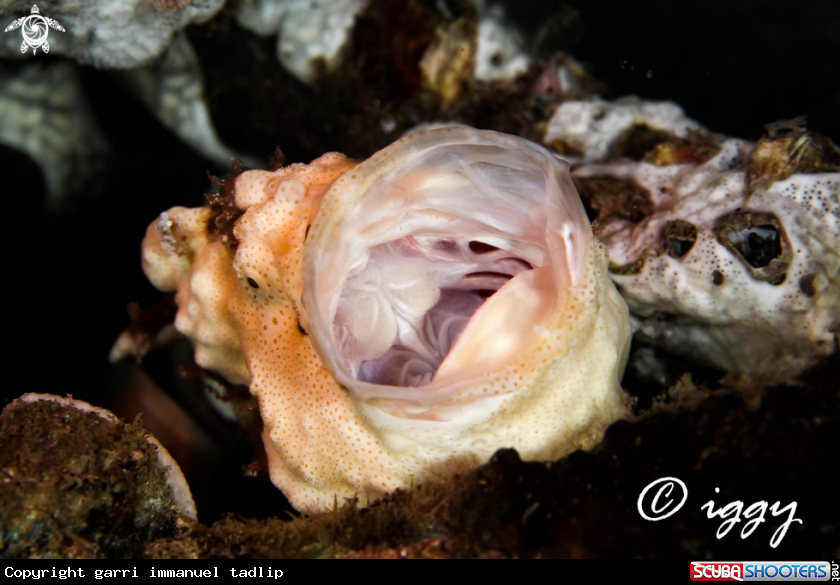 A frogfish