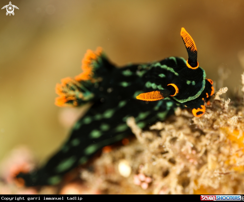 A nudibranch