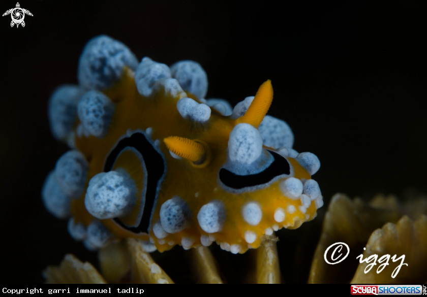 A nudibranch