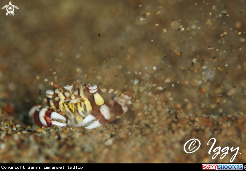 A harlequin crab